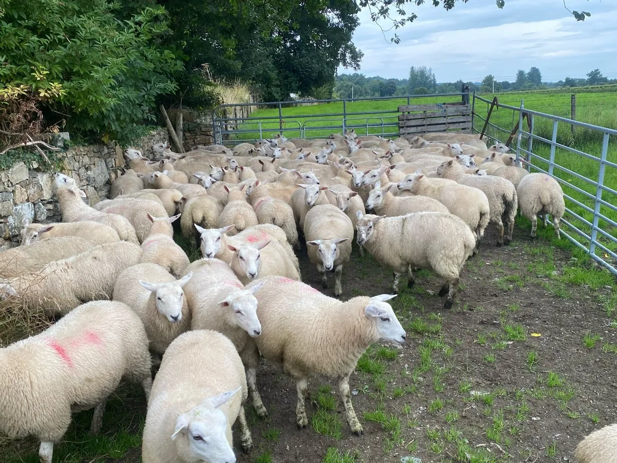 Belclare ewe lambs - Image 2