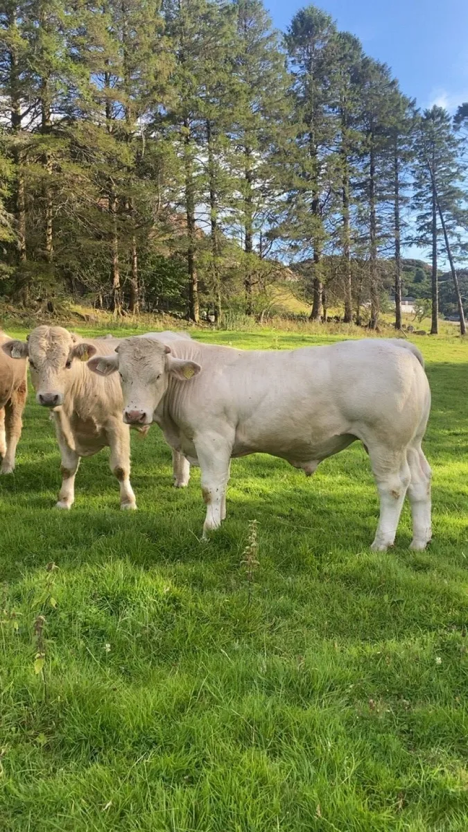 ⭐️Pedigree Charolais bull ⭐️ - Image 1