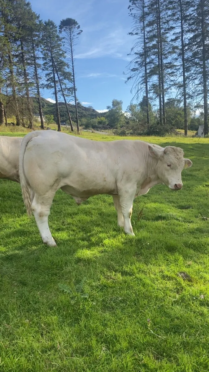 ⭐️Pedigree Charolais bull ⭐️ - Image 2