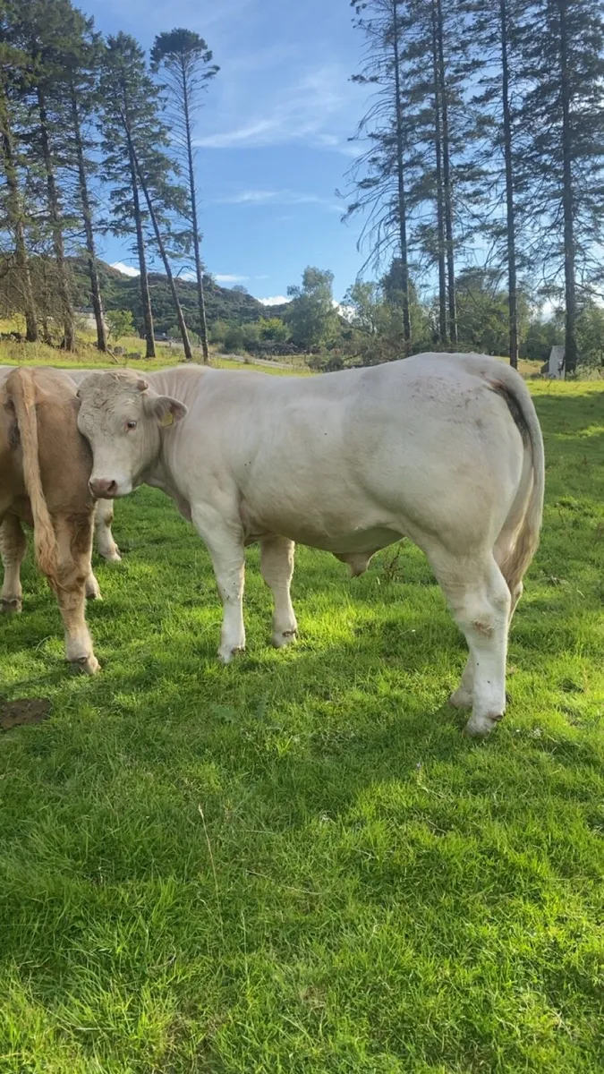 ⭐️Pedigree Charolais bull ⭐️ - Image 3