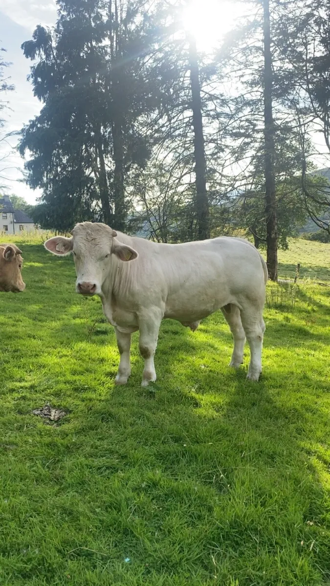 ⭐️Pedigree Charolais bull ⭐️ - Image 4