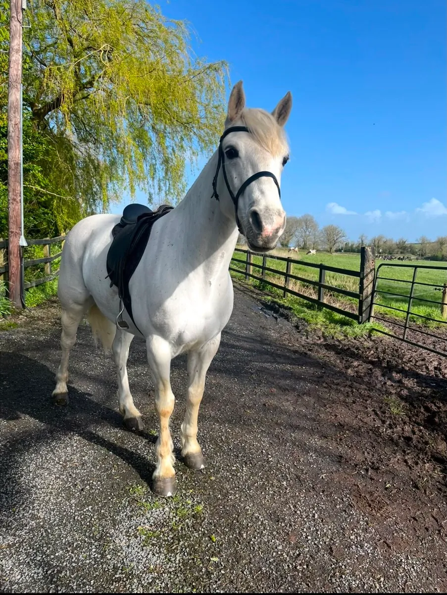 8 yo connamara pony - Image 1