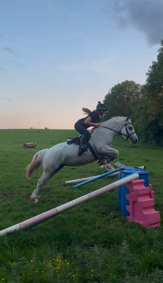 8 yo connamara pony - Image 2