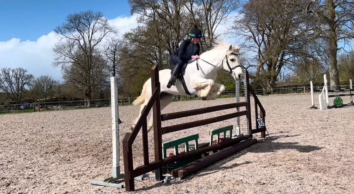 8 yo connamara pony - Image 3