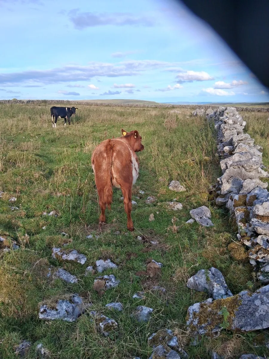 Maiden heifer - Image 4