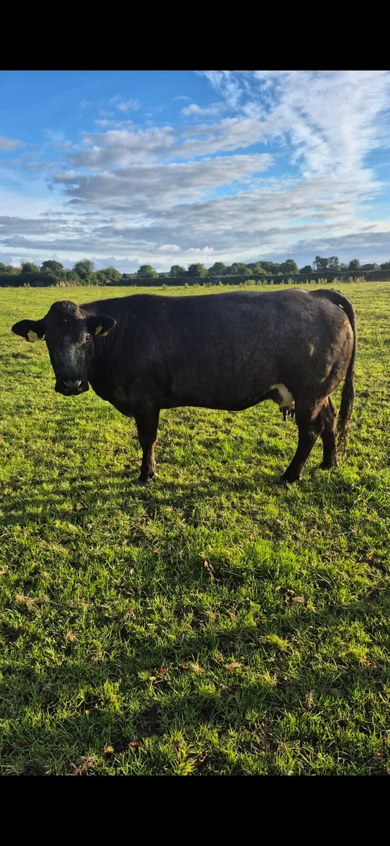Cow and calf - Image 4