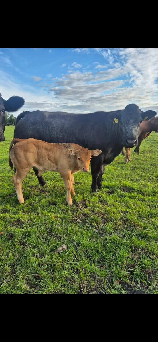 Cow and calf - Image 1