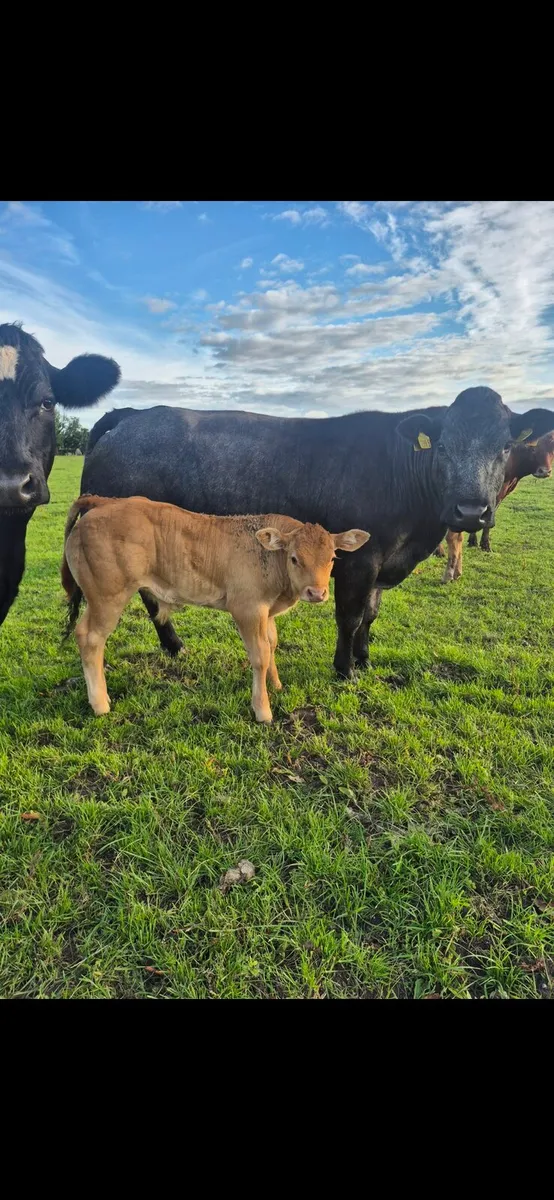 Cow and calf - Image 2
