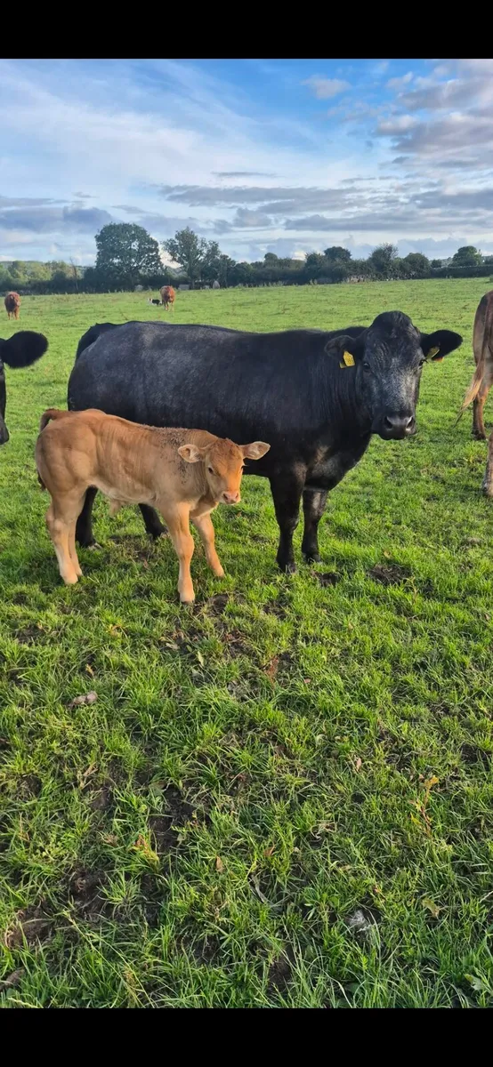 Cow and calf - Image 3
