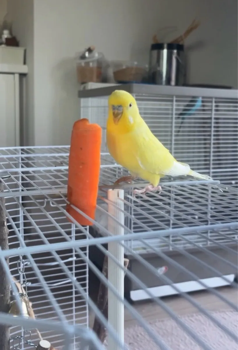 Comes with cage and food - Image 1