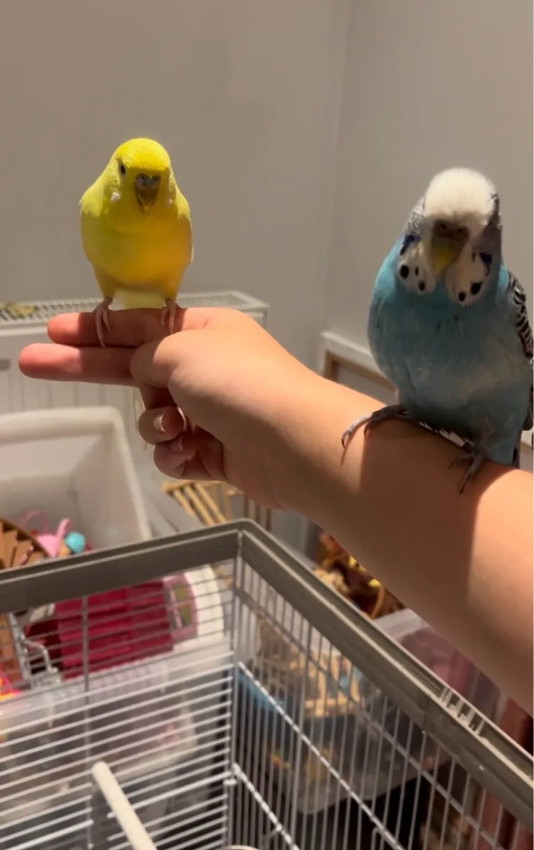 Comes with cage and food - Image 2