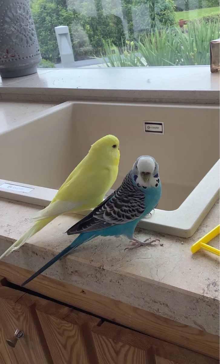 Comes with cage and food - Image 4