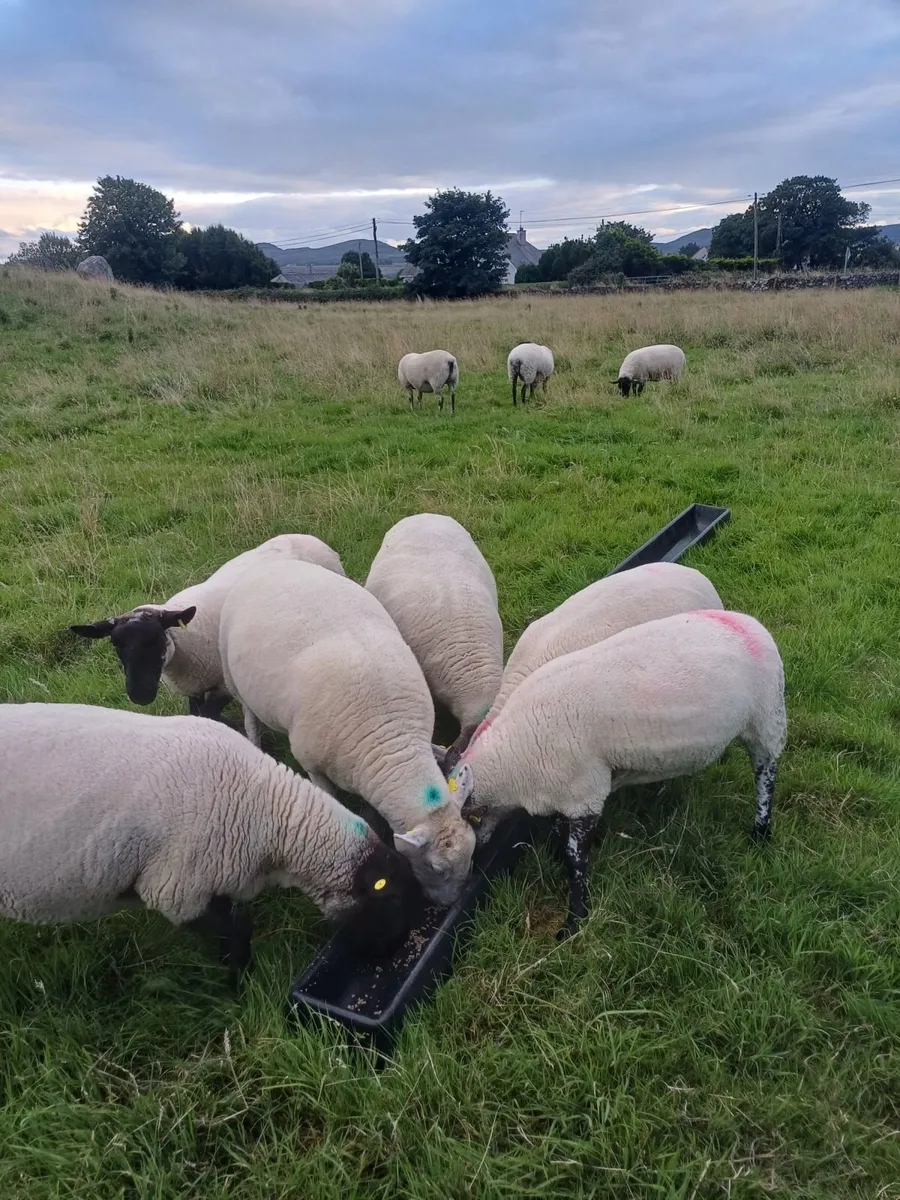 Hoggets - Image 2