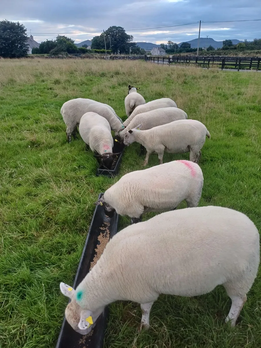 Hoggets - Image 4