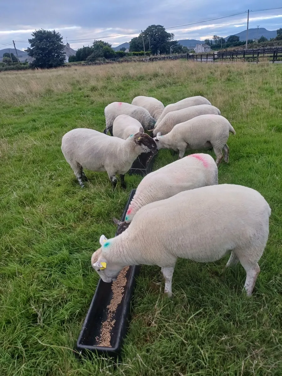 Hoggets - Image 3