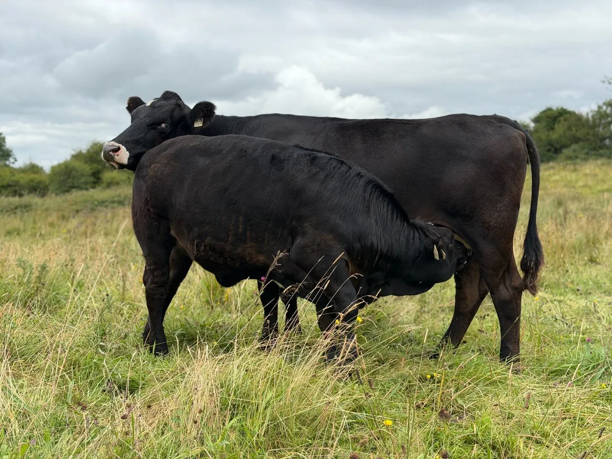 ⭐️Smashing Simmental Cow and Calf⭐️ - Image 1