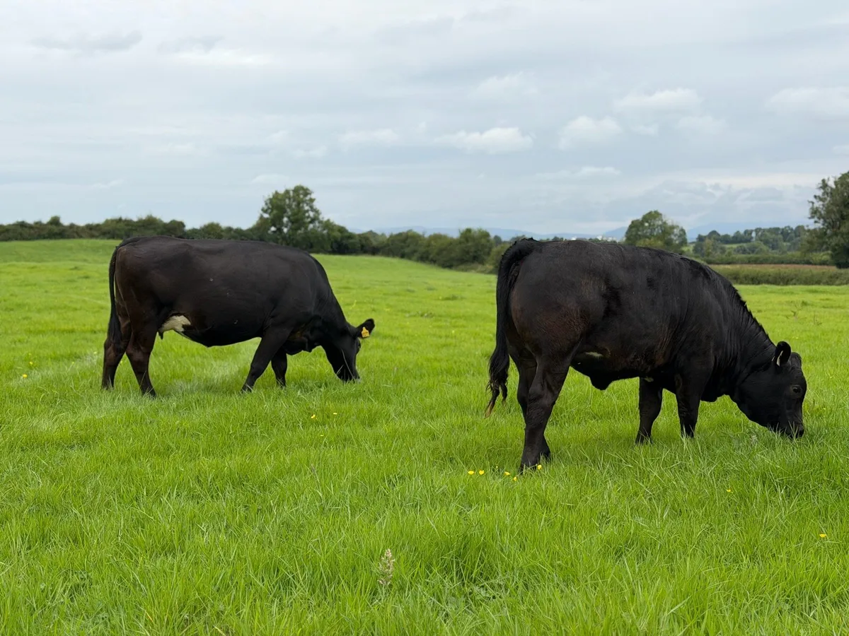⭐️Smashing Simmental Cow and Calf⭐️ - Image 4
