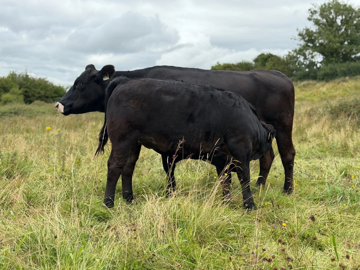 ⭐️Smashing Simmental Cow and Calf⭐️ - Image 2