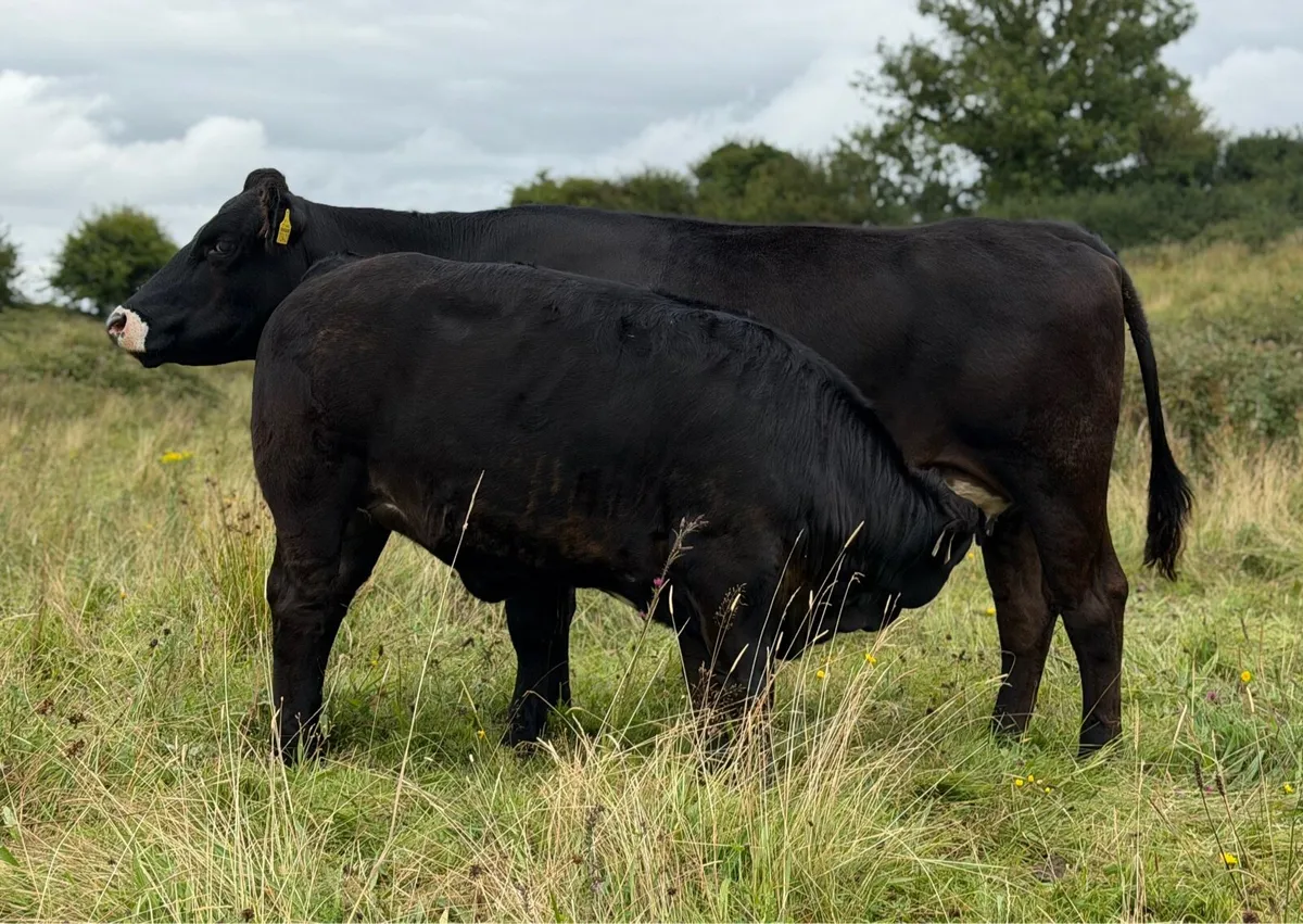 ⭐️Smashing Simmental Cow and Calf⭐️ - Image 3