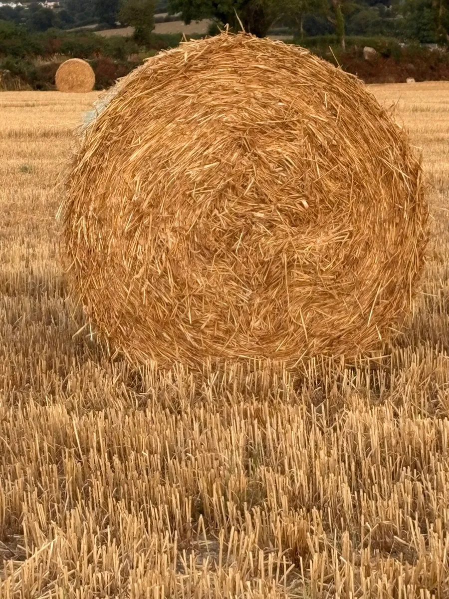 Round Bales of Golden Barley & Wheaten Straw - Image 3