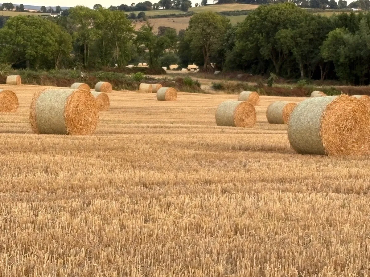 Round Bales of Golden Barley & Wheaten Straw - Image 1