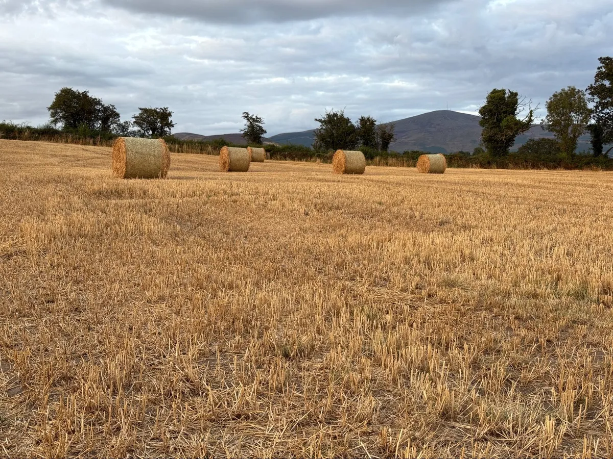 Round Bales of Golden Barley & Wheaten Straw - Image 4