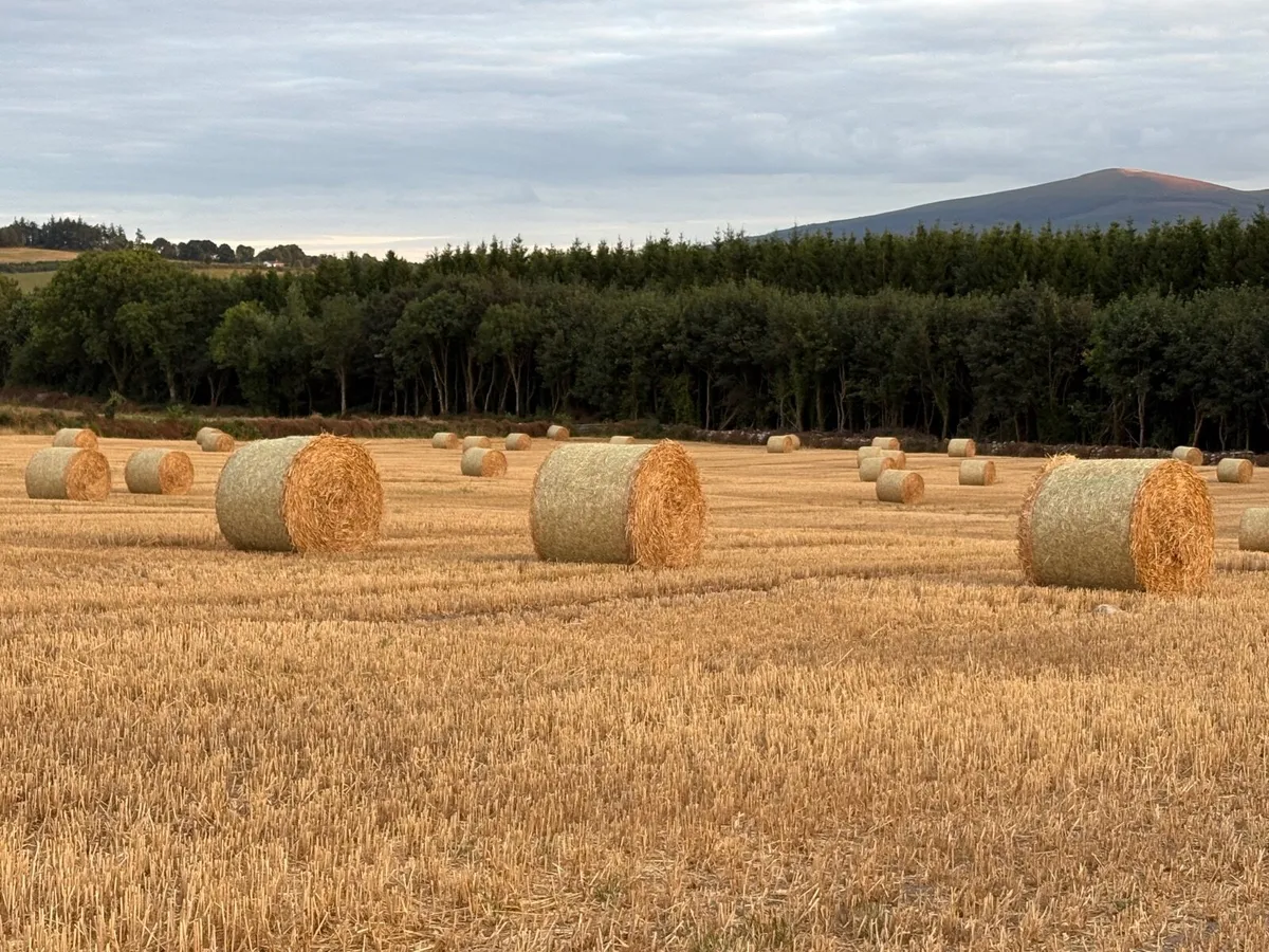 Round Bales of Golden Barley & Wheaten Straw - Image 2