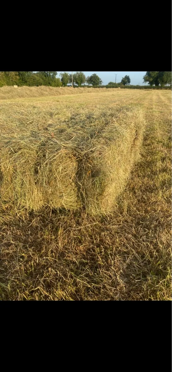 Square bales of hay - Image 2