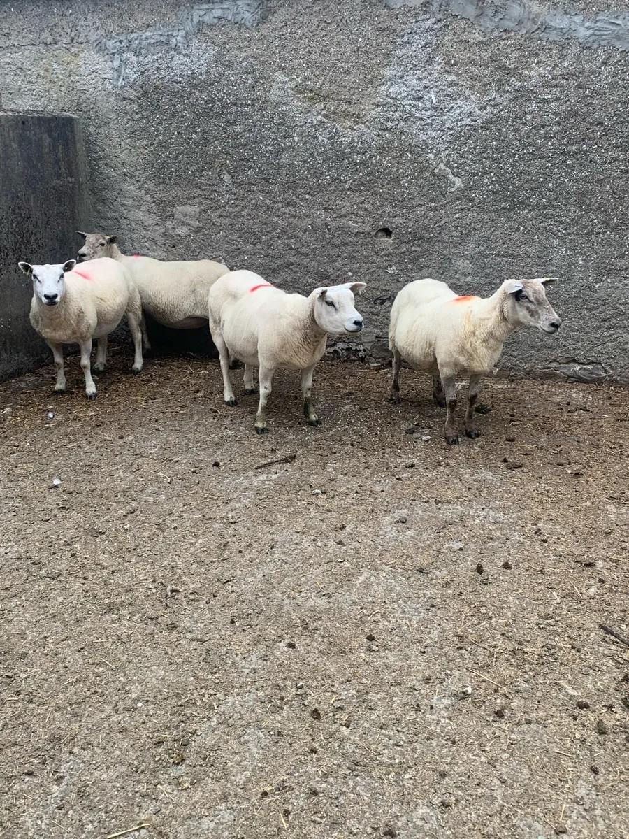 Ewes - Image 1