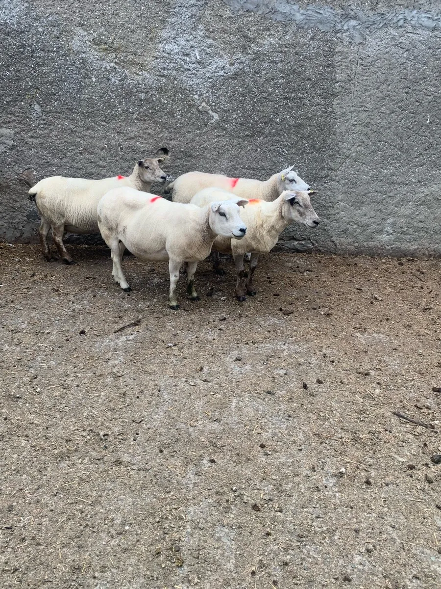 Ewes - Image 2
