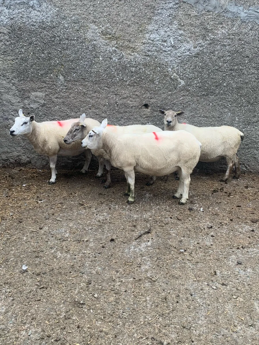 Ewes - Image 4