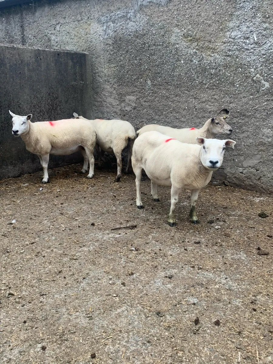 Ewes - Image 3