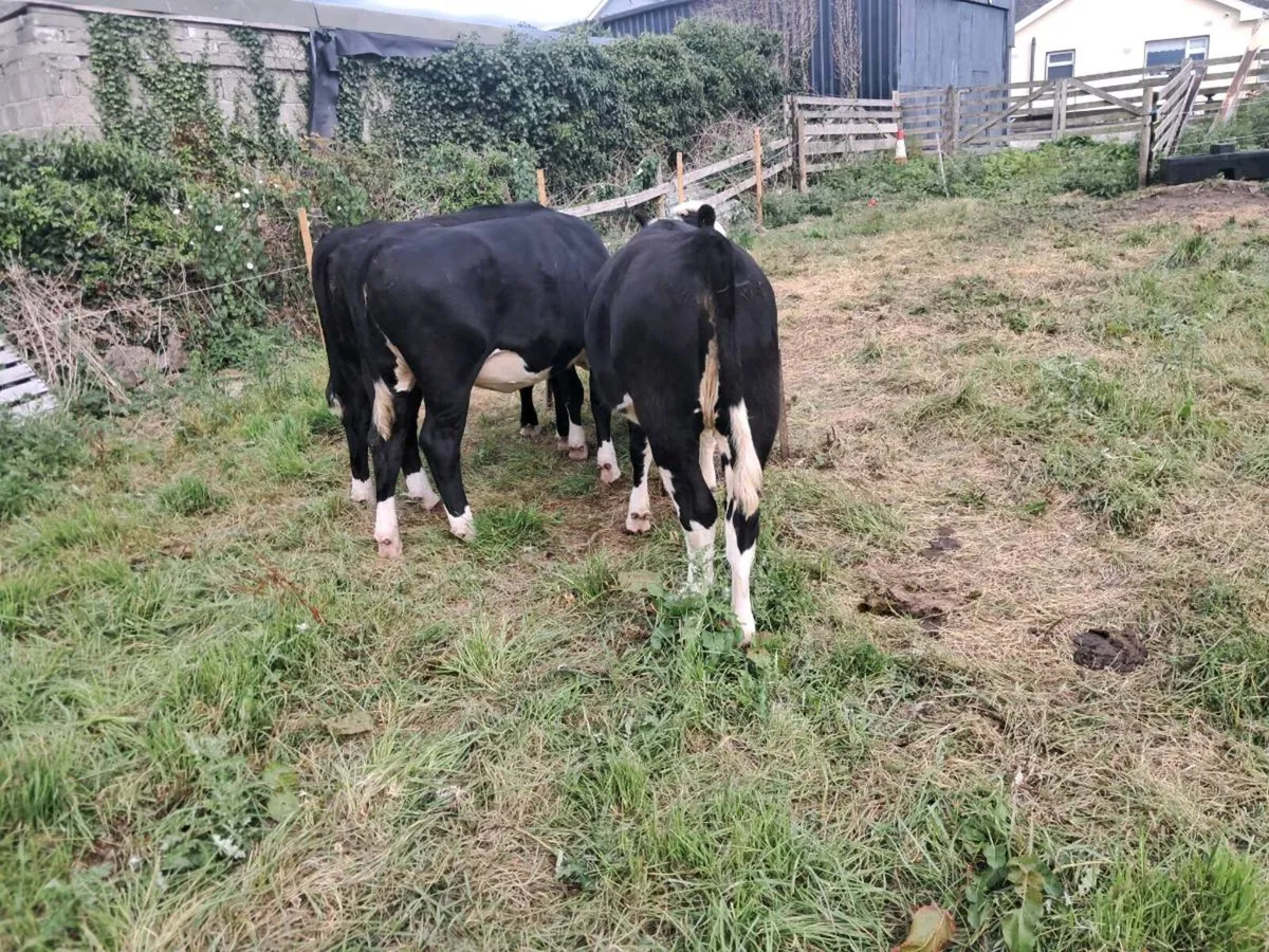 heifers - Image 4