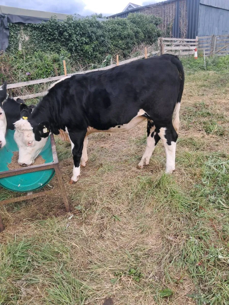 heifers - Image 1