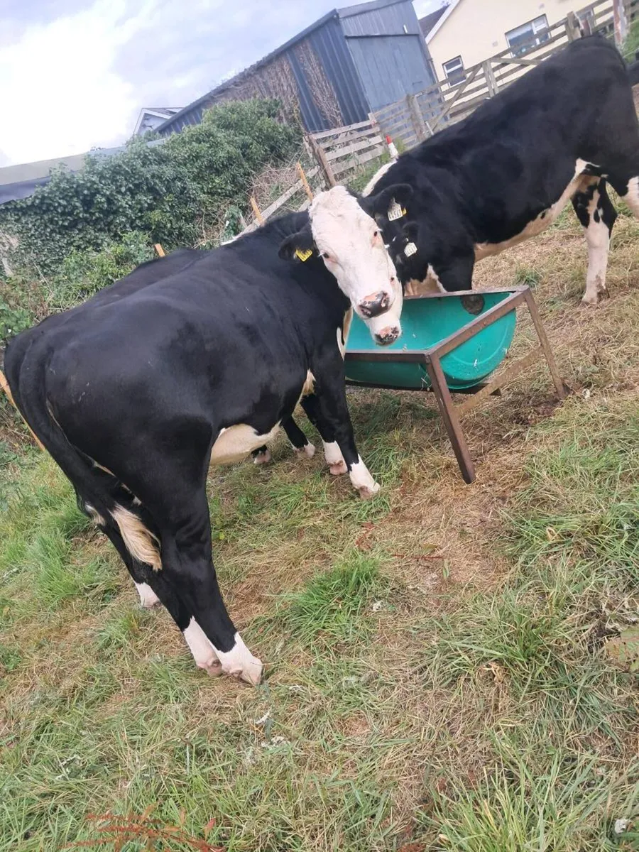 heifers - Image 2
