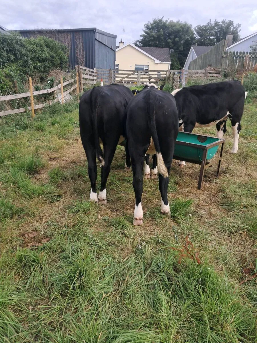heifers - Image 3
