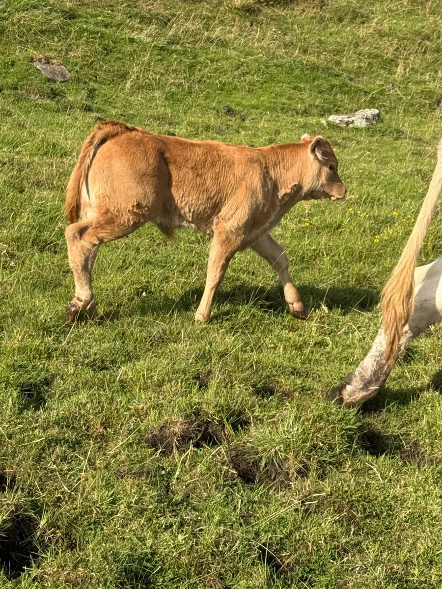 Limousin bull calf - Image 3
