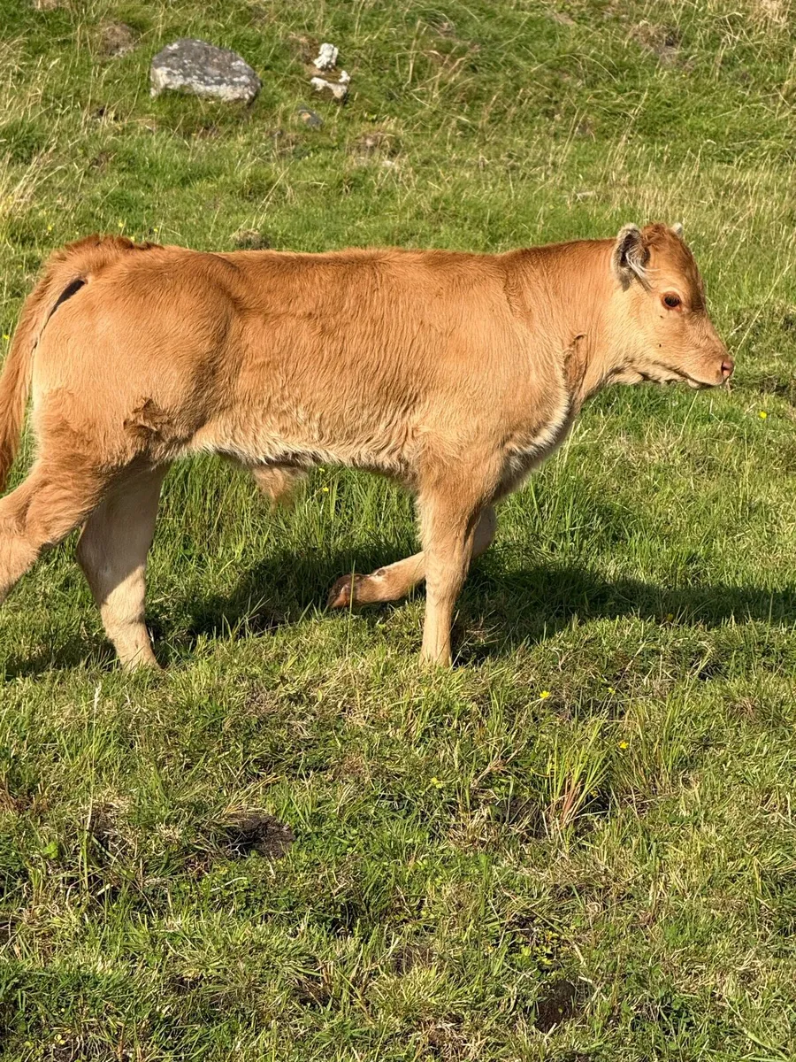Limousin bull calf - Image 4