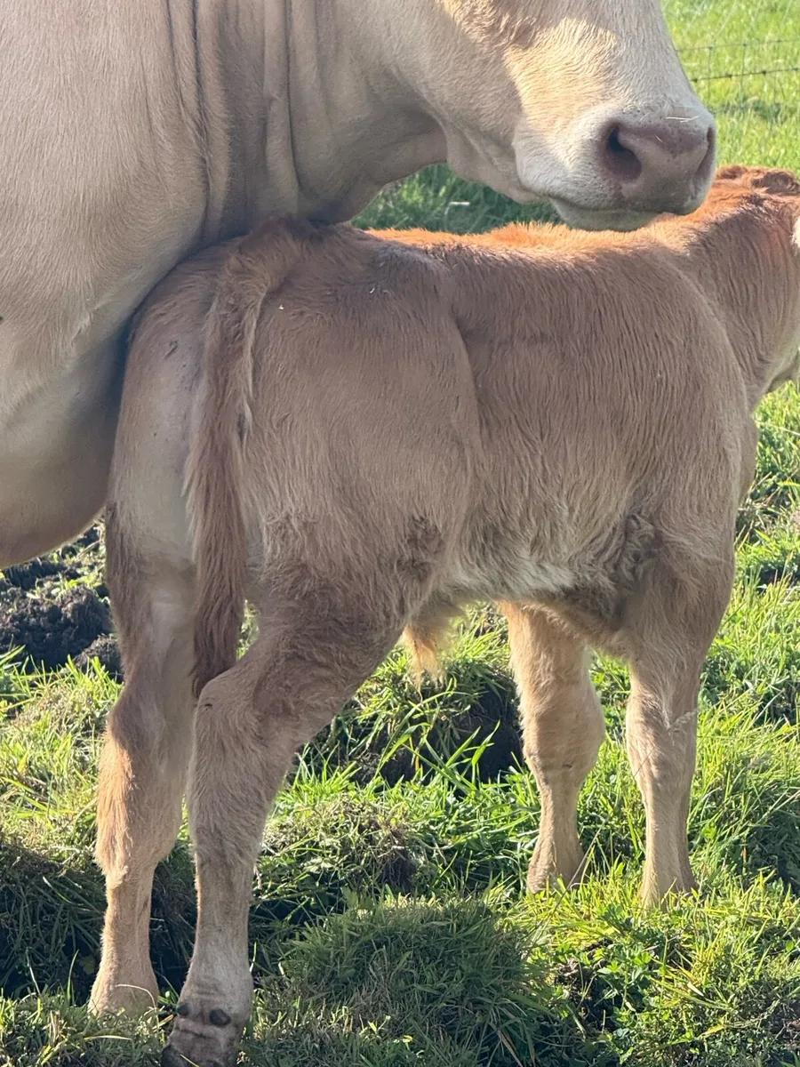 Limousin bull calf - Image 1