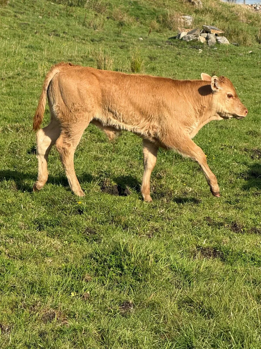 Limousin bull calf - Image 2