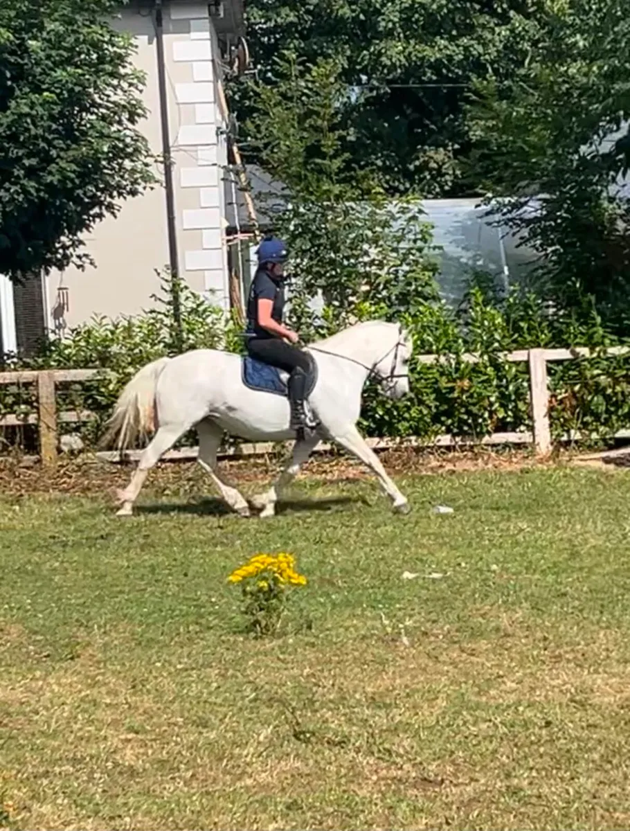 8 yo connamara pony - Image 4