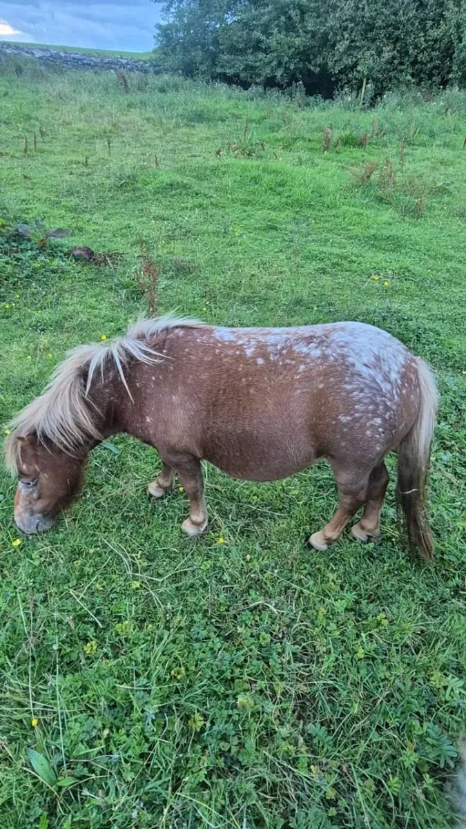 Falabella Filly - Image 1