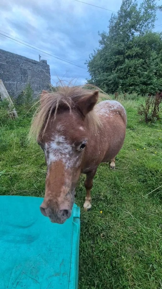 Falabella Filly - Image 2
