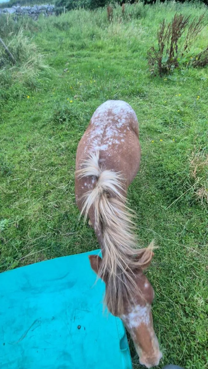 Falabella Filly - Image 3