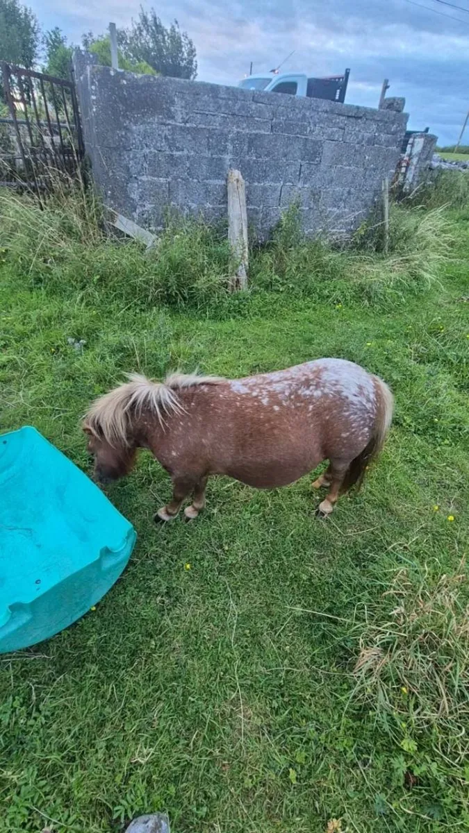 Falabella Filly - Image 4