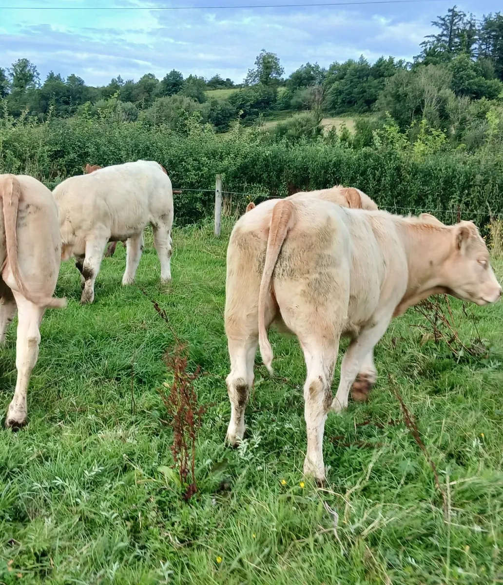 8 super  u grade  heifers - Image 4