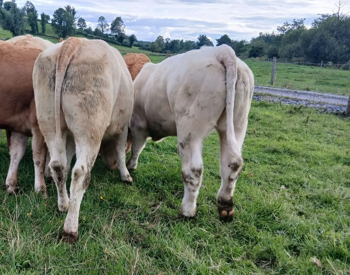 8 super  u grade  heifers - Image 2