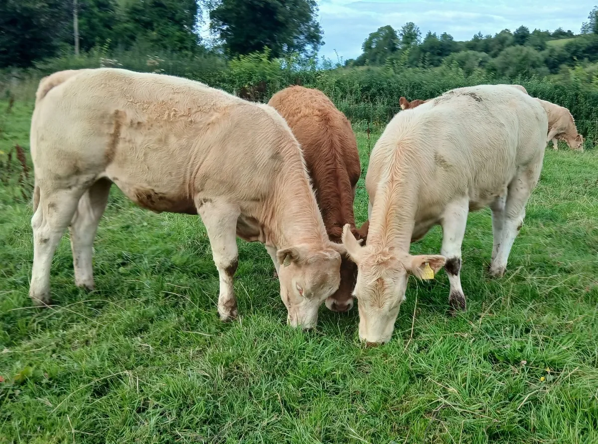 8 super  u grade  heifers - Image 1