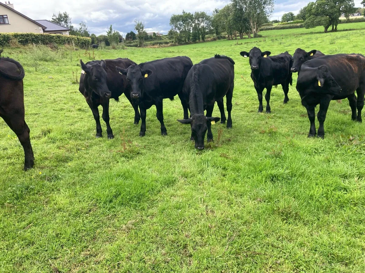 7 Aberdeen Angus Bullocks - Image 2