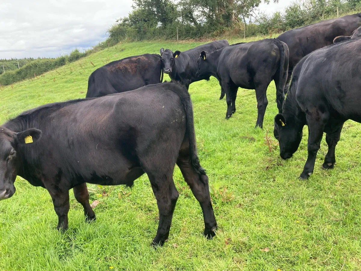 7 Aberdeen Angus Bullocks - Image 1